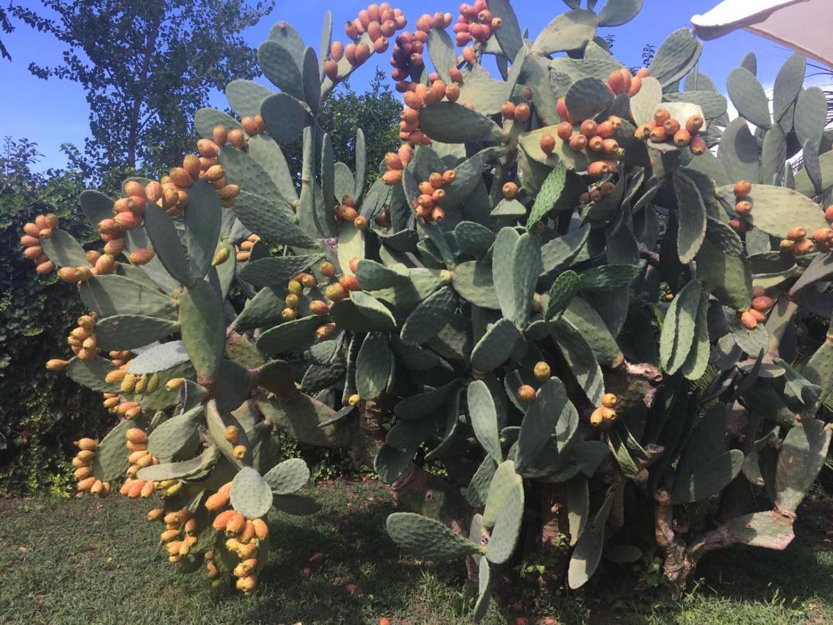 Il Giardino Degli Agrumi Caserta Kültér fotó