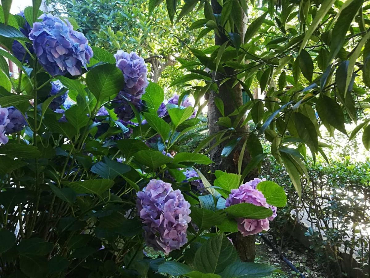 Il Giardino Degli Agrumi Caserta Kültér fotó